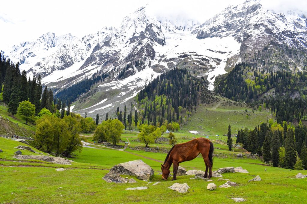 A photo of a part of Kashmir, depicting a green valley, snowy mountains, and a horse.