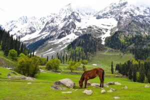 A photo of a part of Kashmir, depicting a green valley, snowy mountains, and a horse.